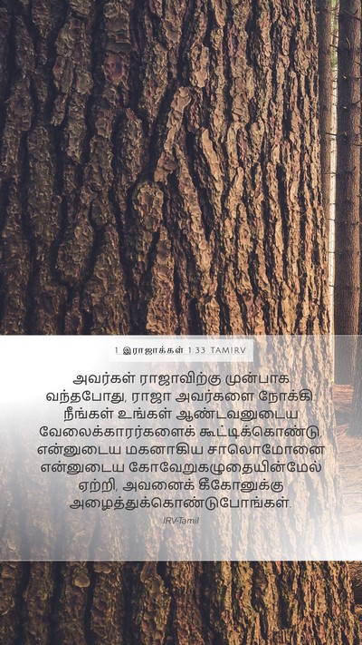 1 இராஜாக்கள் 1:33 TAMIRV Bible Verse Image