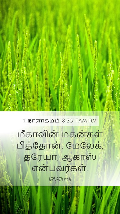 1 நாளாகமம் 8:35 TAMIRV Mobile Phone Wallpaper - மீகாவின் மகன்கள் - Mobile Bible Verse Wallpaper