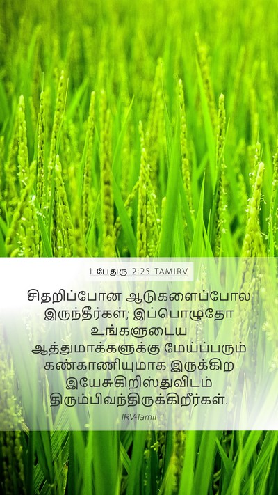 1 பேதுரு 2:25 TAMIRV Bible Verse Image