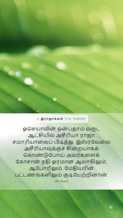 2 இராஜாக்கள் 17:6 TAMIRV Bible Verse Image