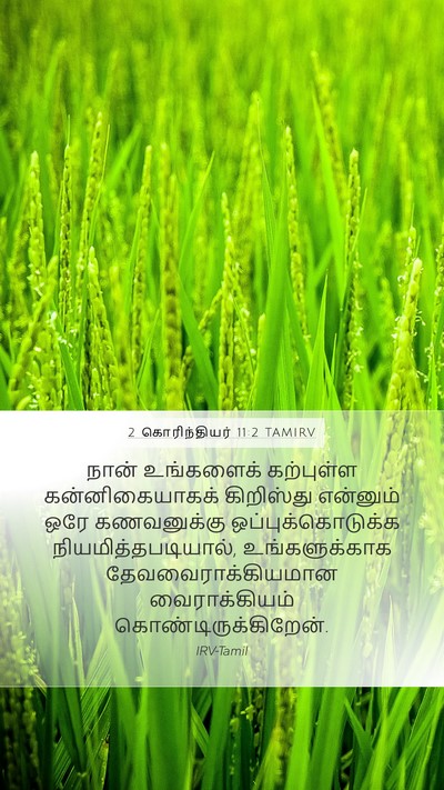2 கொரிந்தியர் 11:2 TAMIRV Bible Verse Image