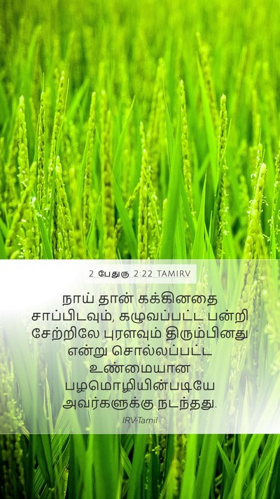 2 பேதுரு 2:22 TAMIRV Bible Verse Image