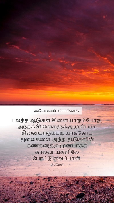 ஆதியாகமம் 30:41 TAMIRV Mobile Phone Wallpaper - பலத்த ஆடுகள் - Mobile Bible Verse Wallpaper