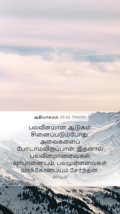 ஆதியாகமம் 30:42 TAMIRV Mobile Phone Wallpaper - பலவீனமான ஆடுகள் - Mobile Bible Verse Wallpaper