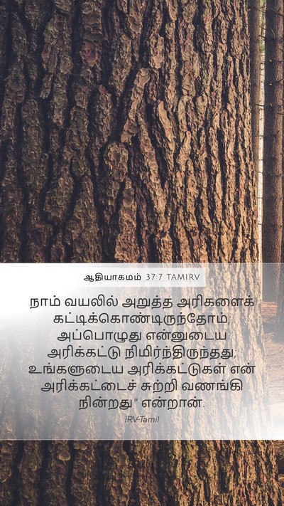 ஆதியாகமம் 37:7 TAMIRV Bible Verse Image