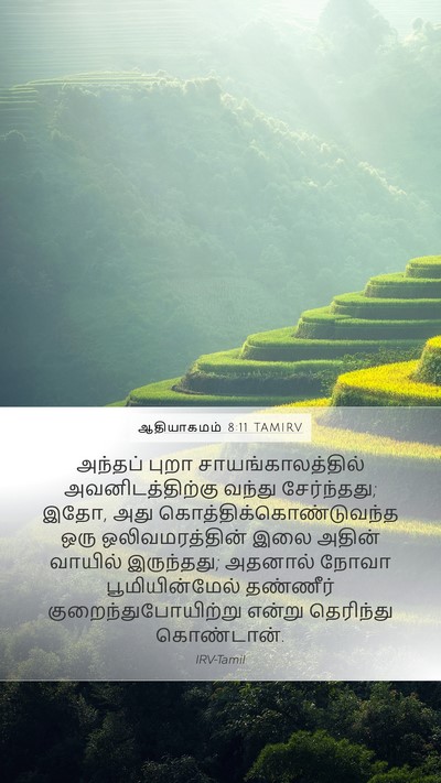 ஆதியாகமம் 8:11 TAMIRV Mobile Phone Wallpaper - அந்தப் புறா - Mobile Bible Verse Wallpaper