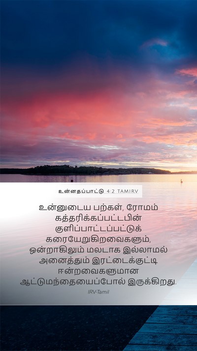 உன்னதப்பாட்டு 4:2 TAMIRV Mobile Phone Wallpaper - உன்னுடைய பற்கள், - Mobile Bible Verse Wallpaper