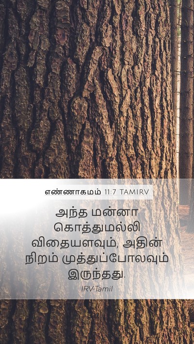 எண்ணாகமம் 11:7 TAMIRV Bible Verse Image