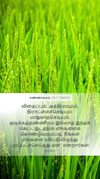 எண்ணாகமம் 20:5 TAMIRV Mobile Phone Wallpaper - விதைப்பும், - Mobile Bible Verse Wallpaper