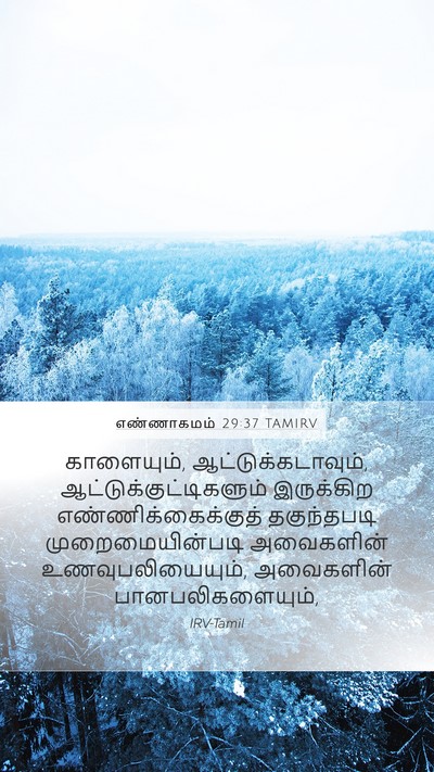 எண்ணாகமம் 29:37 TAMIRV Mobile Phone Wallpaper - காளையும், - Mobile Bible Verse Wallpaper