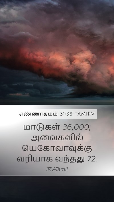 எண்ணாகமம் 31:38 TAMIRV Mobile Phone Wallpaper - மாடுகள் 36,000; - Mobile Bible Verse Wallpaper