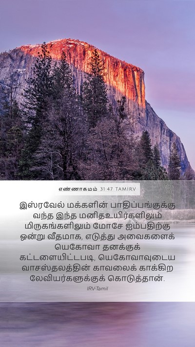 எண்ணாகமம் 31:47 TAMIRV Mobile Phone Wallpaper - இஸ்ரவேல் மக்களின் - Mobile Bible Verse Wallpaper