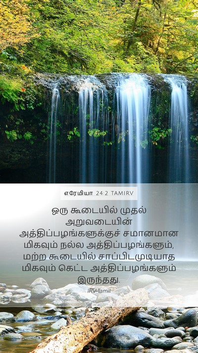 எரேமியா 24:2 TAMIRV Bible Verse Image