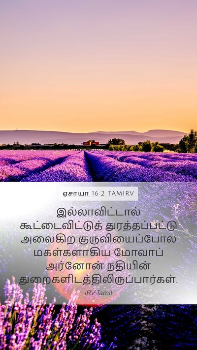 ஏசாயா 16:2 TAMIRV Bible Verse Image