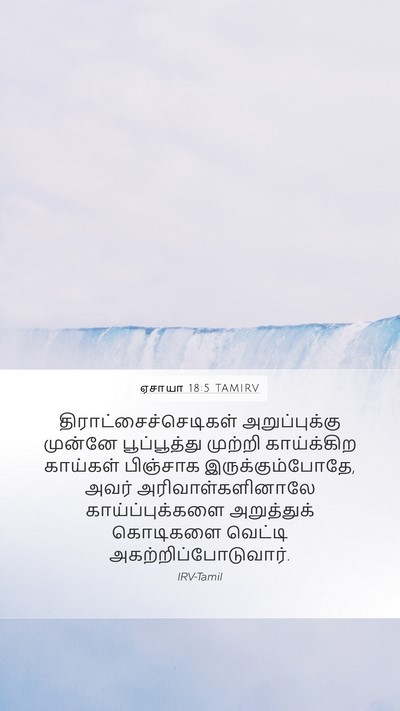 ஏசாயா 18:5 TAMIRV Bible Verse Image