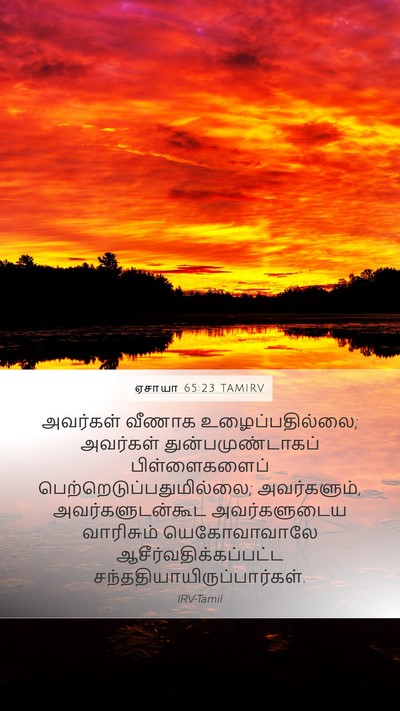 ஏசாயா 65:23 TAMIRV Bible Verse Image