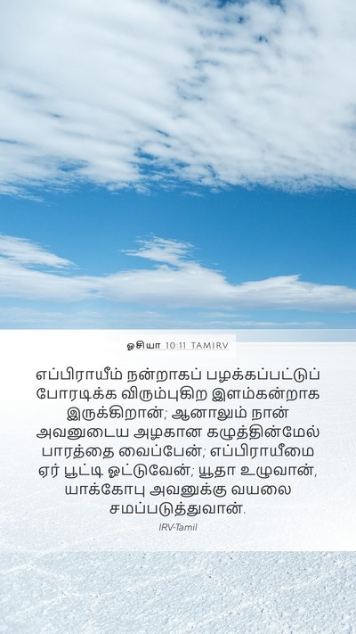 ஓசியா 10:11 TAMIRV Bible Verse Image