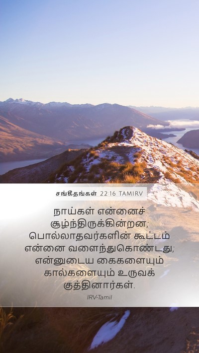 சங்கீதங்கள் 22:16 TAMIRV Bible Verse Image