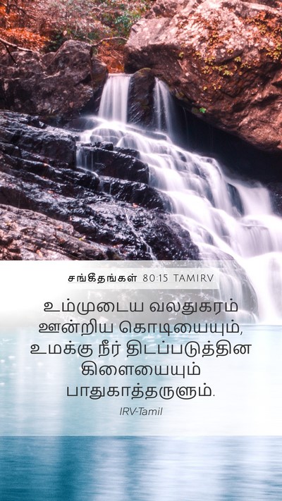 சங்கீதங்கள் 80:15 TAMIRV Bible Verse Image