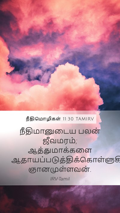 நீதிமொழிகள் 11:30 TAMIRV Bible Verse Image