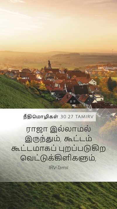 நீதிமொழிகள் 30:27 TAMIRV Bible Verse Image