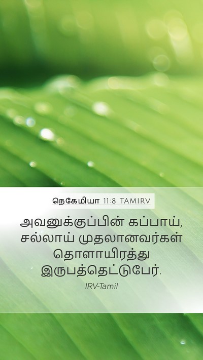 நெகேமியா 11:8 TAMIRV Mobile Phone Wallpaper - அவனுக்குப்பின் - Mobile Bible Verse Wallpaper