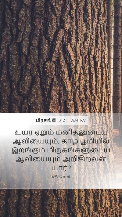 பிரசங்கி 3:21 TAMIRV Bible Verse Image