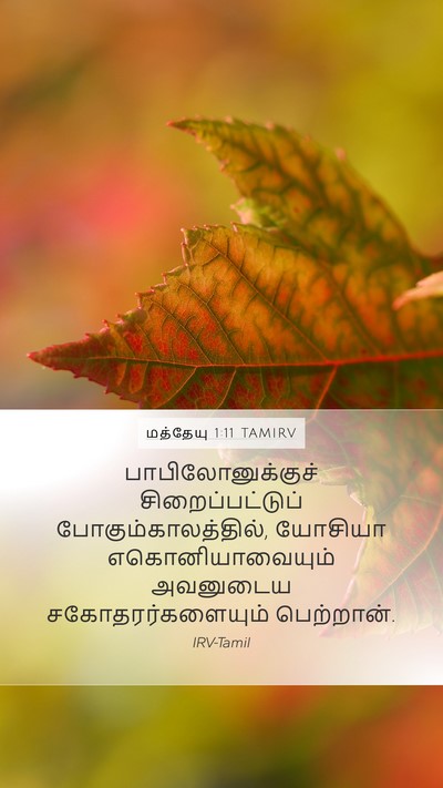 மத்தேயு 1:11 TAMIRV Bible Verse Image