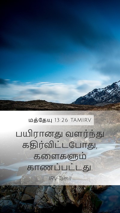 மத்தேயு 13:26 TAMIRV Mobile Phone Wallpaper - பயிரானது வளர்ந்து - Mobile Bible Verse Wallpaper