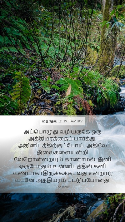 மத்தேயு 21:19 TAMIRV Bible Verse Image