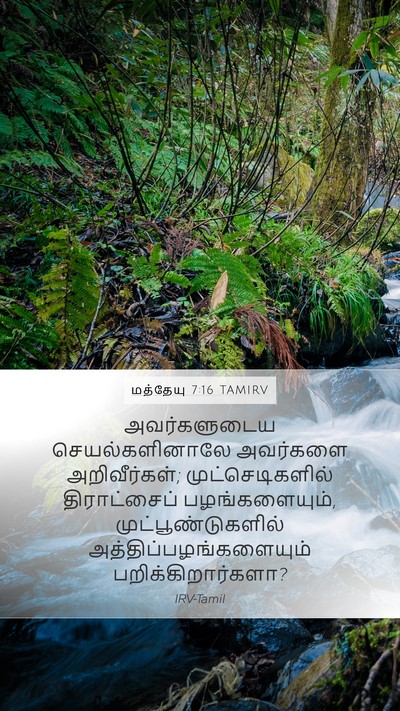 மத்தேயு 7:16 TAMIRV Bible Verse Image