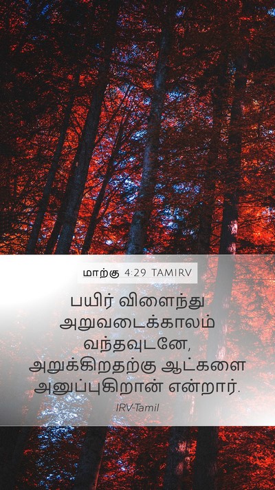 மாற்கு 4:29 TAMIRV Bible Verse Image