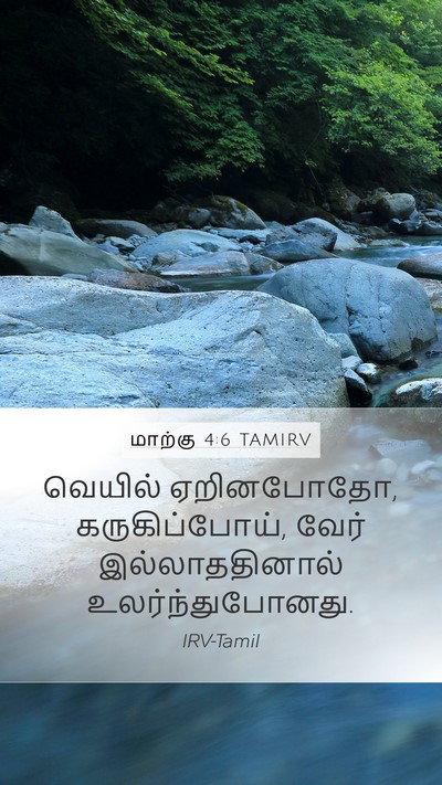 மாற்கு 4:6 TAMIRV Bible Verse Image