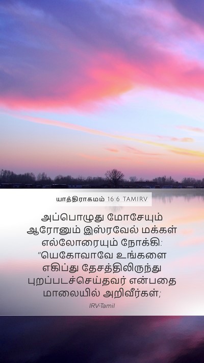 யாத்திராகமம் 16:6 TAMIRV Mobile Phone Wallpaper - அப்பொழுது - Mobile Bible Verse Wallpaper