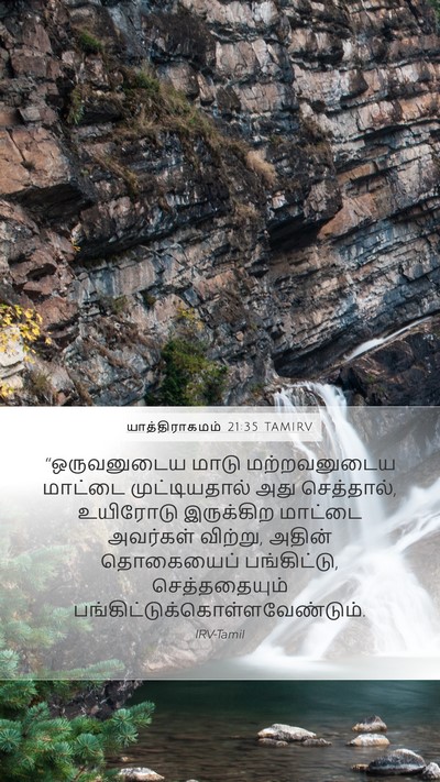 யாத்திராகமம் 21:35 TAMIRV Mobile Phone Wallpaper - “ஒருவனுடைய மாடு - Mobile Bible Verse Wallpaper