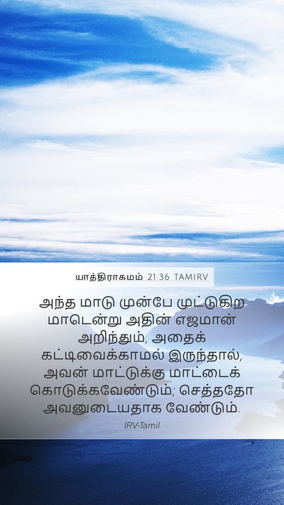 யாத்திராகமம் 21:36 TAMIRV Mobile Phone Wallpaper - அந்த மாடு முன்பே - Mobile Bible Verse Wallpaper