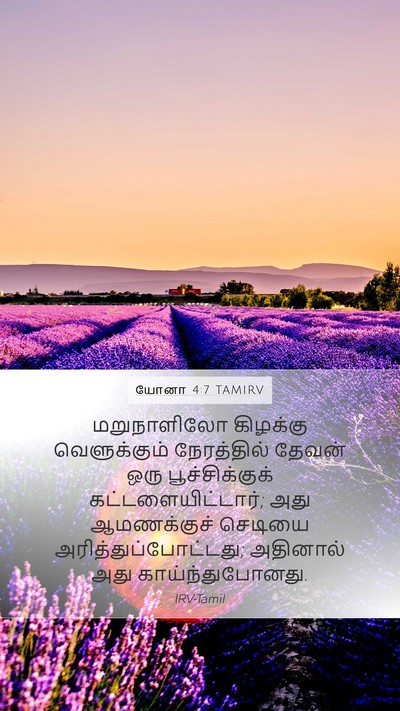 யோனா 4:7 TAMIRV Mobile Phone Wallpaper - மறுநாளிலோ கிழக்கு - Mobile Bible Verse Wallpaper