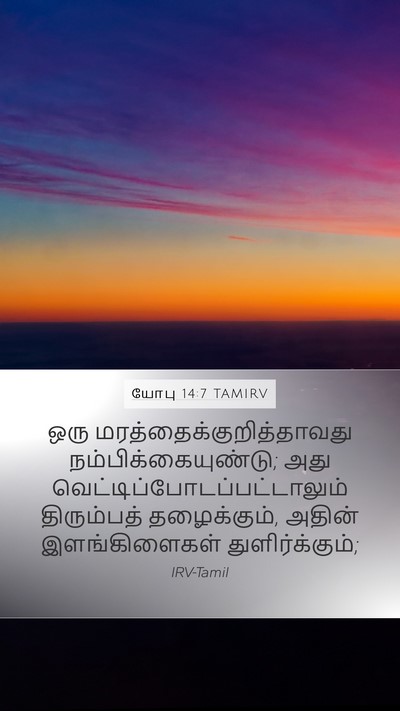 யோபு 14:7 TAMIRV Bible Verse Image