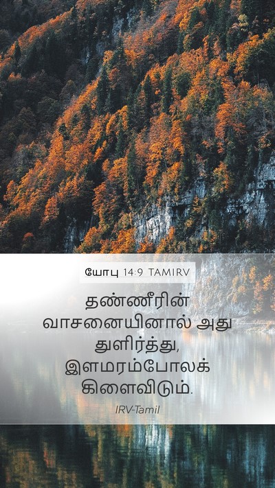யோபு 14:9 TAMIRV Mobile Phone Wallpaper - தண்ணீரின் - Mobile Bible Verse Wallpaper