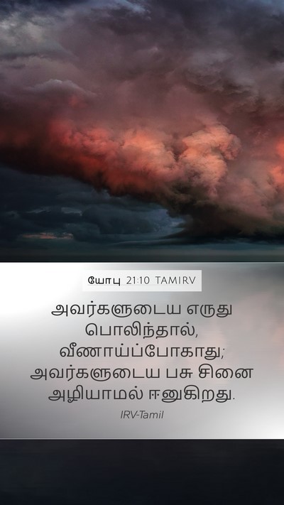 யோபு 21:10 TAMIRV Bible Verse Image