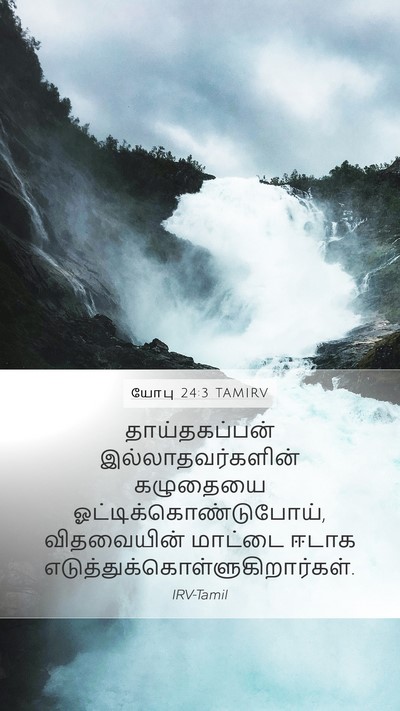 யோபு 24:3 TAMIRV Bible Verse Image