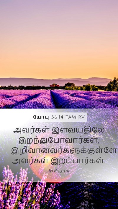 யோபு 36:14 TAMIRV Bible Verse Image