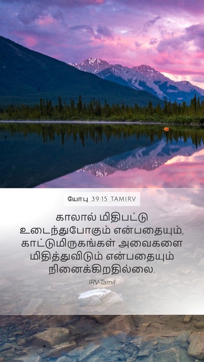 யோபு 39:15 TAMIRV Mobile Phone Wallpaper - காலால் மிதிபட்டு - Mobile Bible Verse Wallpaper