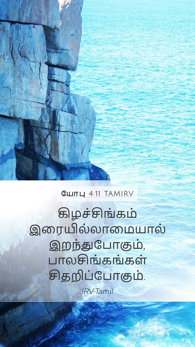 யோபு 4:11 TAMIRV Mobile Phone Wallpaper - கிழச்சிங்கம் - Mobile Bible Verse Wallpaper