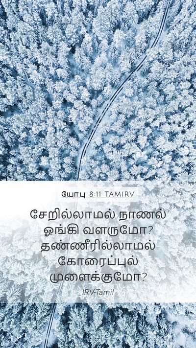 யோபு 8:11 TAMIRV Bible Verse Image