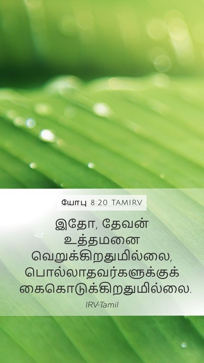 யோபு 8:20 TAMIRV Bible Verse Image
