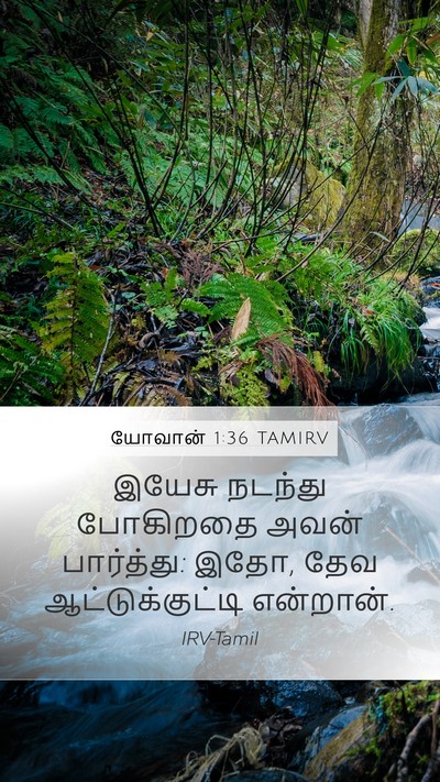 யோவான் 1:36 TAMIRV Bible Verse Image