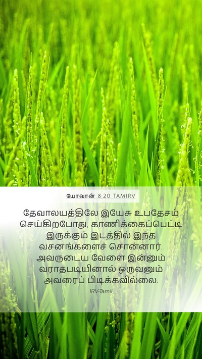யோவான் 8:20 TAMIRV Bible Verse Image