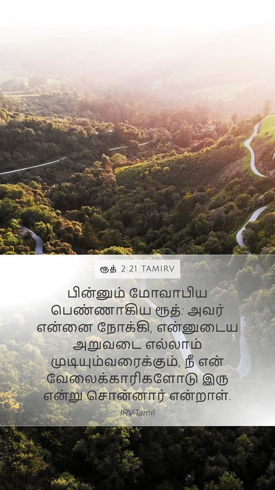 ரூத் 2:21 TAMIRV Mobile Phone Wallpaper - பின்னும் மோவாபிய - Mobile Bible Verse Wallpaper
