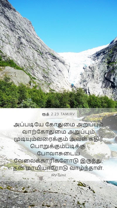 ரூத் 2:23 TAMIRV Bible Verse Image